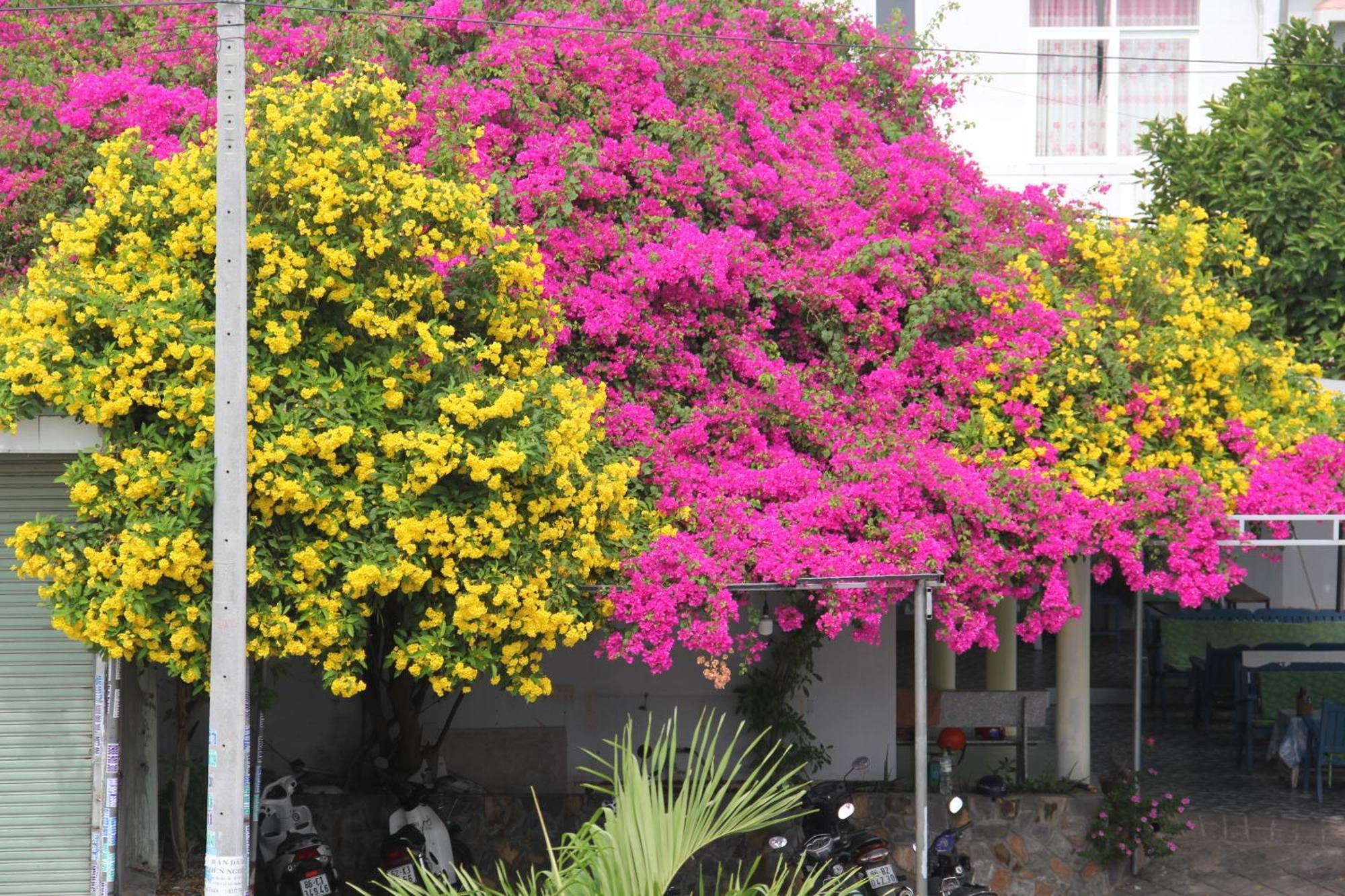 Dynasty Muine Resort Ap Thien Phuoc Exterior photo